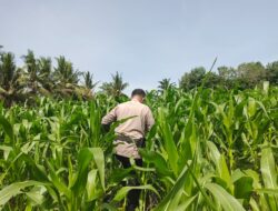 POLSEK TANAH PUTIH LAKUKAN PENGECEKAN TANAMAN JAGUNG PROGRAM KETAHANAN PANGAN DI UJUNG TANJUNG