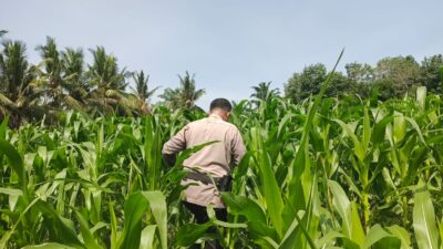 POLSEK TANAH PUTIH LAKUKAN PENGECEKAN TANAMAN JAGUNG PROGRAM KETAHANAN PANGAN DI UJUNG TANJUNG