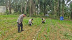 Polsek Bagan Sinembah Lakukan Monitoring Pertumbuhan Jagung Pipil, Dukung Ketahanan Pangan Nasional