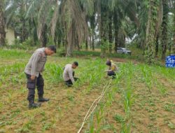Polsek Bagan Sinembah Lakukan Monitoring Pertumbuhan Jagung Pipil, Dukung Ketahanan Pangan Nasional