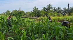 Polsek Bagan Sinembah Perkuat Ketahanan Pangan Nasional, Pantau Intensif Pertumbuhan Jagung Pipil Dukung Program Asta Cita Presiden RI