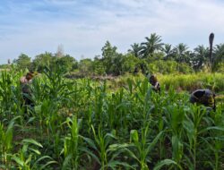 Polsek Bagan Sinembah Perkuat Ketahanan Pangan Nasional, Pantau Intensif Pertumbuhan Jagung Pipil Dukung Program Asta Cita Presiden RI