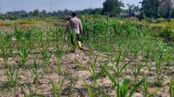 Dukung Ketahanan Pangan Nasional, Bhabinkamtibmas Polsek Rantau Kopar Cek Rutin Perkembangan Jagung Pipil