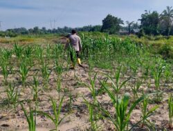 Dukung Ketahanan Pangan Nasional, Bhabinkamtibmas Polsek Rantau Kopar Cek Rutin Perkembangan Jagung Pipil