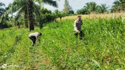 POLSEK BAGAN SINEMBAH INTENSIFKAN PENGECEKAN PERTUMBUHAN JAGUNG PIPIL, WUJUD NYATA DUKUNGAN TERHADAP KETAHANAN PANGAN NASIONAL