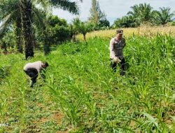 POLSEK BAGAN SINEMBAH INTENSIFKAN PENGECEKAN PERTUMBUHAN JAGUNG PIPIL, WUJUD NYATA DUKUNGAN TERHADAP KETAHANAN PANGAN NASIONAL