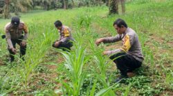 POLSEK BAGAN SINEMBAH TANCAP GAS DUKUNG KETAHANAN PANGAN NASIONAL, PERTUMBUHAN JAGUNG PIPIL TUNJUKKAN HASIL MENGGEMBIRAKAN