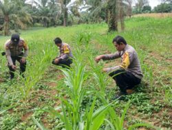 POLSEK BAGAN SINEMBAH TANCAP GAS DUKUNG KETAHANAN PANGAN NASIONAL, PERTUMBUHAN JAGUNG PIPIL TUNJUKKAN HASIL MENGGEMBIRAKAN