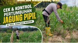 Bhabinkamtibmas Polsek Rantau Kopar Cek & Kontrol Perkembangan Tanaman Jagung Pipil