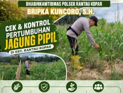 Bhabinkamtibmas Polsek Rantau Kopar Cek & Kontrol Perkembangan Tanaman Jagung Pipil
