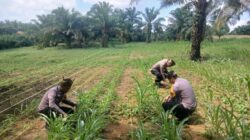 Polsek Bagan Sinembah Perkuat Ketahanan Pangan, Pantau Intensif Pertumbuhan Jagung Dukung Asta Cita Presiden RI