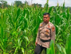 POLSEK TANAH PUTIH LAKUKAN PENGECEKAN DAN PENYEMPROTAN TANAMAN JAGUNG PROGRAM KETAHANAN PANGAN DI UJUNG TANJUNG