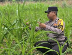 Polsek Bagan Sinembah Perkuat Ketahanan Pangan Nasional, Monitoring Intensif Pertumbuhan Jagung Terus Dilakukan