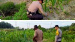 Bhabinkamtibmas Kel. Rantau Kopar Melaksanakan kegiatan pengecekan Ketahanan pangan jagung pipil