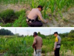 Bhabinkamtibmas Kel. Rantau Kopar Melaksanakan kegiatan pengecekan Ketahanan pangan jagung pipil