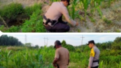 Bhabinkamtibmas Kel. Rantau Kopar Melaksanakan kegiatan pengecekan Ketahanan pangan jagung pipil