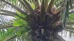 TBS Membusuk Dibiarkan di Pohon Kehilangan Hasil dan Potensi Kerugian di Kebun PTPN IV Sei Kebara