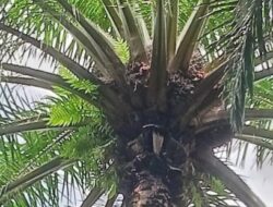 TBS Membusuk Dibiarkan di Pohon Kehilangan Hasil dan Potensi Kerugian di Kebun PTPN IV Sei Kebara