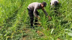 Polsek Bagan Sinembah Dukung Asta Cita Presiden! Monitoring Intensif Jagung Pipil Demi Wujudkan Swasembada Pangan Nasional