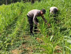 Polsek Bagan Sinembah Dukung Asta Cita Presiden! Monitoring Intensif Jagung Pipil Demi Wujudkan Swasembada Pangan Nasional