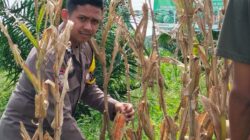 Dukung Asta Cita Presiden, Polsek Bagan Sinembah Intensif Pantau Perkembangan Jagung di Lahan 30 Hektare