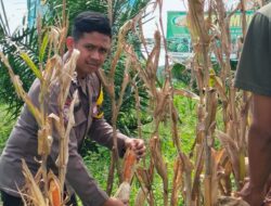 Dukung Asta Cita Presiden, Polsek Bagan Sinembah Intensif Pantau Perkembangan Jagung di Lahan 30 Hektare