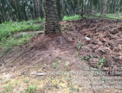 Klarifikasi PTPN IV Regional I Soal Visualisasi Pemupukan di Afdeling VIII Kebun Torgamba