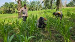 Polsek Bagan Sinembah Intensif Pantau Pertumbuhan Jagung, Wujud Nyata Dukung Ketahanan Pangan Nasional