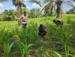 Polsek Bagan Sinembah Intensif Pantau Pertumbuhan Jagung, Wujud Nyata Dukung Ketahanan Pangan Nasional