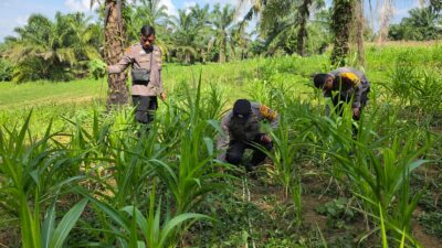 Polsek Bagan Sinembah Intensif Pantau Pertumbuhan Jagung, Wujud Nyata Dukung Ketahanan Pangan Nasional