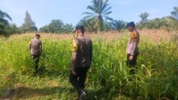 Polsek Bagan Sinembah Intensif Pantau Pertumbuhan Jagung, Wujud Nyata Dukung Program Ketahanan Pangan Nasional