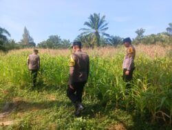 Polsek Bagan Sinembah Intensif Pantau Pertumbuhan Jagung, Wujud Nyata Dukung Program Ketahanan Pangan Nasional