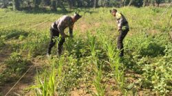 Polsek Bagan Sinembah Kawal Ketahanan Pangan, Pantau Intensif Pertumbuhan Jagung di Lahan 2 Hektare Demi Sukseskan Asta Cita Presiden