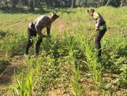 Polsek Bagan Sinembah Kawal Ketahanan Pangan, Pantau Intensif Pertumbuhan Jagung di Lahan 2 Hektare Demi Sukseskan Asta Cita Presiden