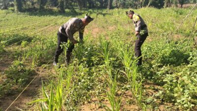 Polsek Bagan Sinembah Kawal Ketahanan Pangan, Pantau Intensif Pertumbuhan Jagung di Lahan 2 Hektare Demi Sukseskan Asta Cita Presiden
