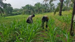 Tak Hanya Jaga Kamtibmas, Polsek Bagan Sinembah Turun ke Ladang, Kawal Ketahanan Pangan Demi Sukseskan Asta Cita Presiden
