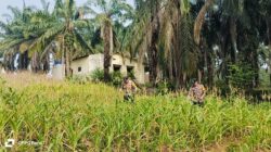 Polsek Bagan Sinembah Rutin Pantau Pertumbuhan Jagung Pipil, Perkuat Dukungan terhadap Program Ketahanan Pangan Nasional