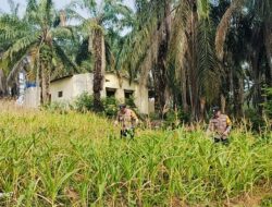Polsek Bagan Sinembah Rutin Pantau Pertumbuhan Jagung Pipil, Perkuat Dukungan terhadap Program Ketahanan Pangan Nasional