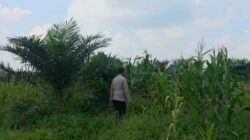 Polsek Bagan Sinembah Intensif Pantau Pertumbuhan Jagung, Wujud Nyata Dukungan Polri terhadap Ketahanan Pangan Nasional