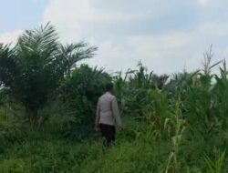 Polsek Bagan Sinembah Intensif Pantau Pertumbuhan Jagung, Wujud Nyata Dukungan Polri terhadap Ketahanan Pangan Nasional