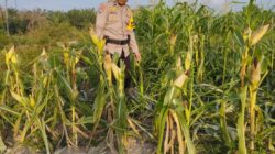 Dukung Swasembada Pangan, Bhabinkamtibmas Rantau Kopar Pantau Perkembangan Tanaman Jagung Petani