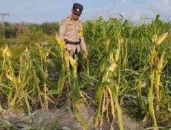 Dukung Swasembada Pangan, Bhabinkamtibmas Rantau Kopar Pantau Perkembangan Tanaman Jagung Petani