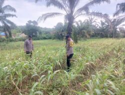 Polsek Bagan Sinembah Intensif Pantau Pertumbuhan Jagung, Wujud Nyata Dukungan Polri terhadap Ketahanan Pangan Nasional