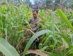 Polsek Bagan Sinembah Intensif Pantau Pertumbuhan Jagung, Wujud Nyata Dukungan Polri terhadap Ketahanan Pangan Nasional
