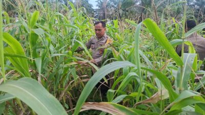 Polsek Bagan Sinembah Intensif Pantau Pertumbuhan Jagung, Wujud Nyata Dukungan Polri terhadap Ketahanan Pangan Nasional