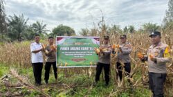Polsek Bagan Sinembah Panen Jagung Kuartal III, Wujud Nyata Dukungan Polri terhadap Ketahanan Pangan Nasional