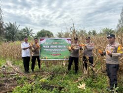 Polsek Bagan Sinembah Panen Jagung Kuartal III, Wujud Nyata Dukungan Polri terhadap Ketahanan Pangan Nasional