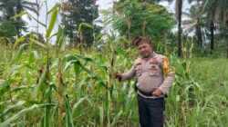 Polsek Bagan Sinembah Intensif Pantau Pertumbuhan Jagung, Wujud Nyata Dukungan Polri terhadap Ketahanan Pangan Nasional