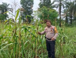 Polsek Bagan Sinembah Intensif Pantau Pertumbuhan Jagung, Wujud Nyata Dukungan Polri terhadap Ketahanan Pangan Nasional