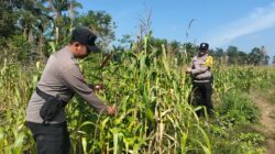 Polsek Bagan Sinembah Intensif Pantau Pertumbuhan Jagung Pipil, Wujud Nyata Dukungan Polri terhadap Ketahanan Pangan Nasional